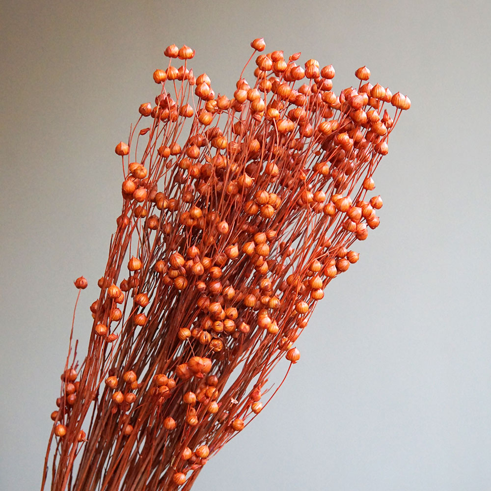 35g/Preserved Ormosia Hosiei N - Dried Flower Bulk reseña y precio