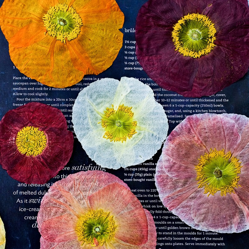 1pcs,Nature Field Poppy Presse - Resin Craft Ideas reseña y precio
