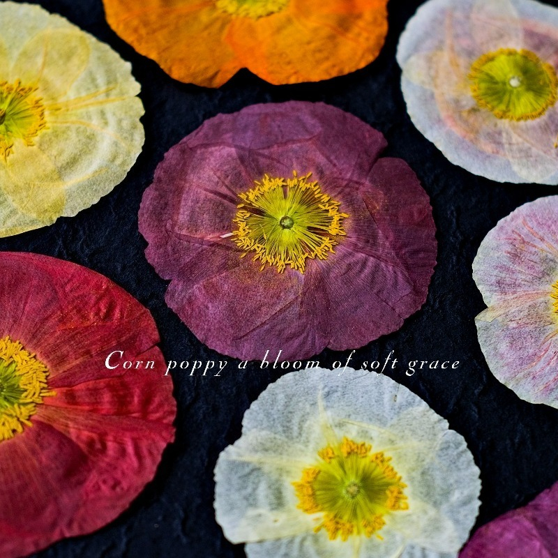 1pcs,Nature Field Poppy Presse - Resin Craft Ideas reseña y precio