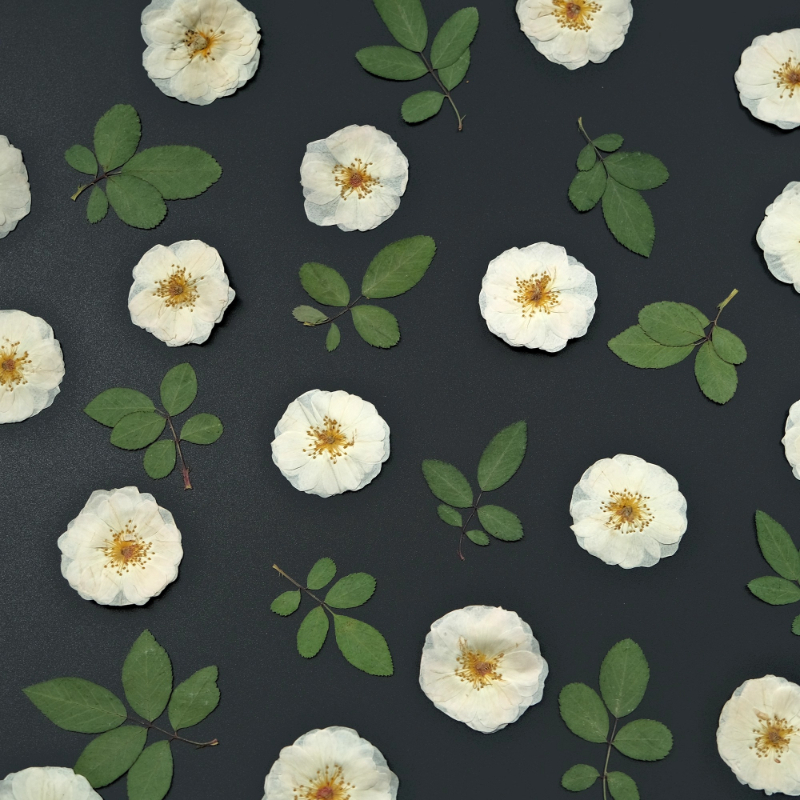 6pcs,9pcs,Nature White Rose Pr - Dried Flower Bulk reseña y precio