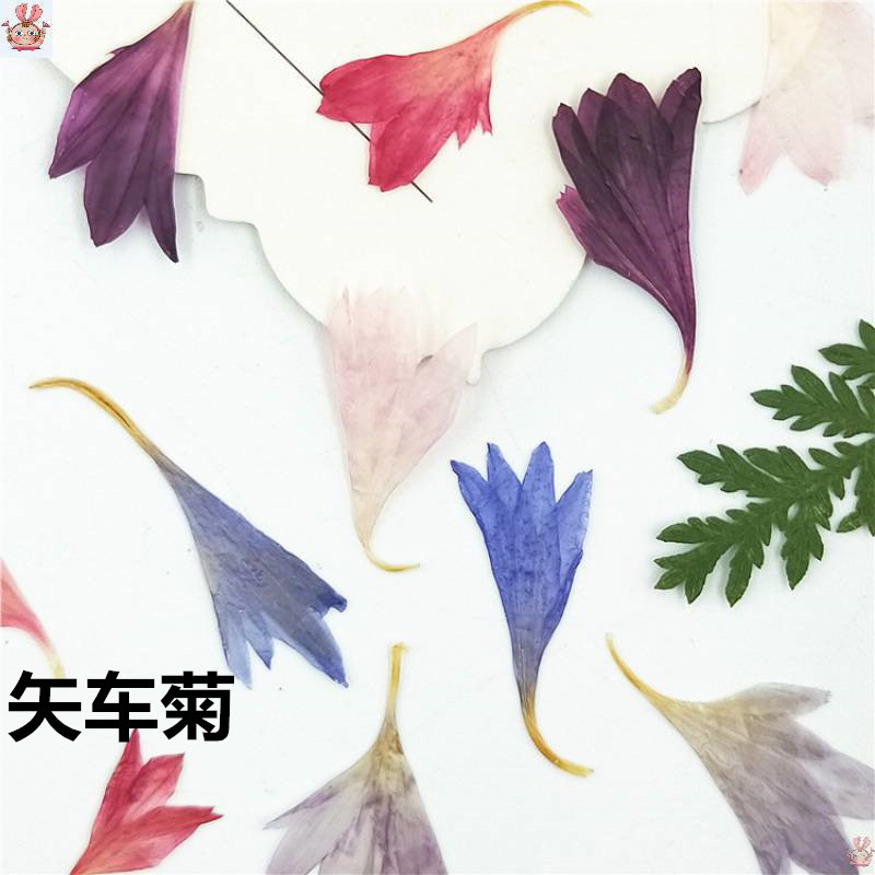 20 Plant Specimens, Cornflower - Resin Jewelry Kit reseña y precio