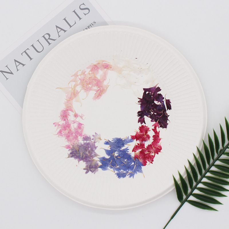 20 Plant Specimens, Cornflower - Resin Jewelry Kit reseña y precio
