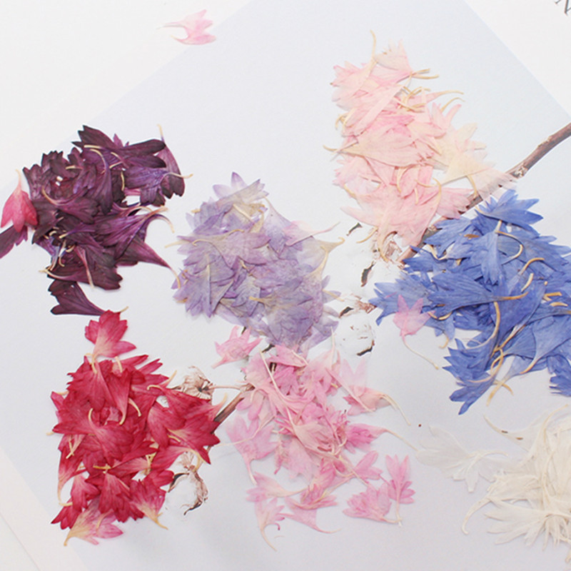 20 Plant Specimens, Cornflower - Resin Jewelry Kit reseña y precio